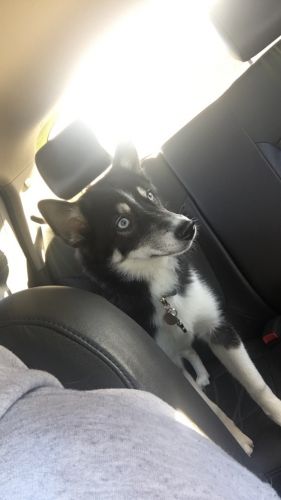 Miniature Husky Puppy For Sale!!