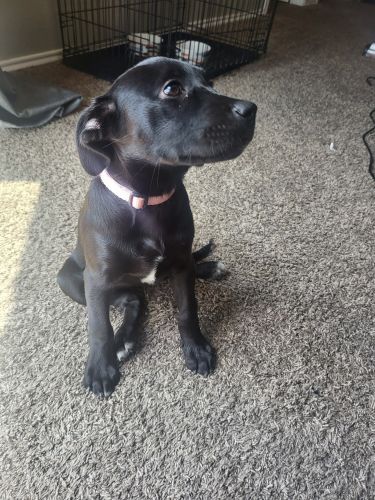 Shepherd mix for sale 3 1/2 months