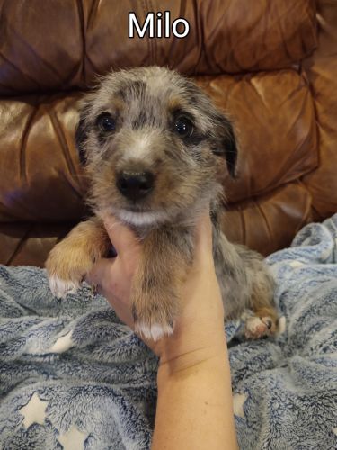 Merle Chizer (Mini Schnauzer Chihuahua) Puppies