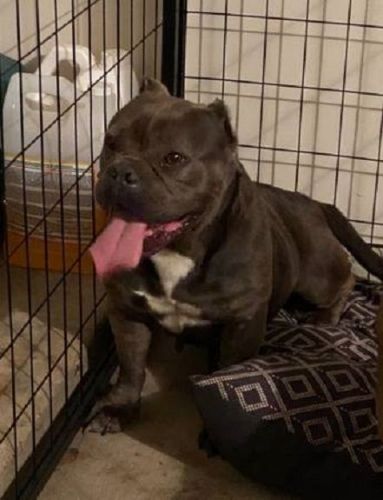 Rehoming Puppies American Bully x Boston Terrier!!