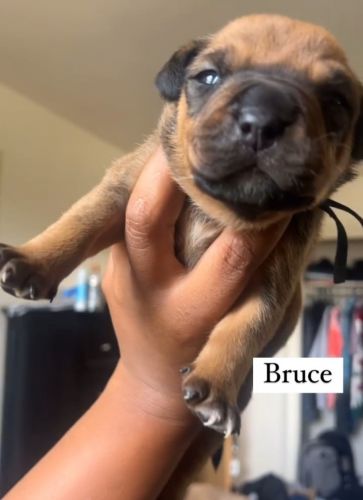 American Bulldog/Rottweiler mix (Bullweiler)