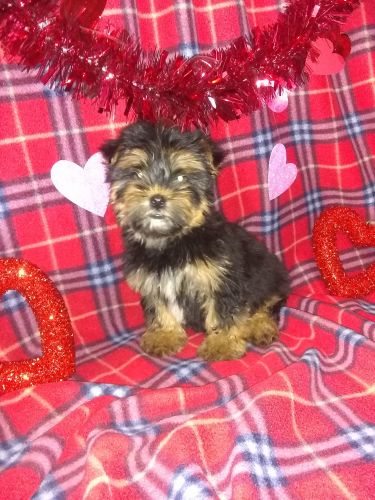 Male morkie puppy