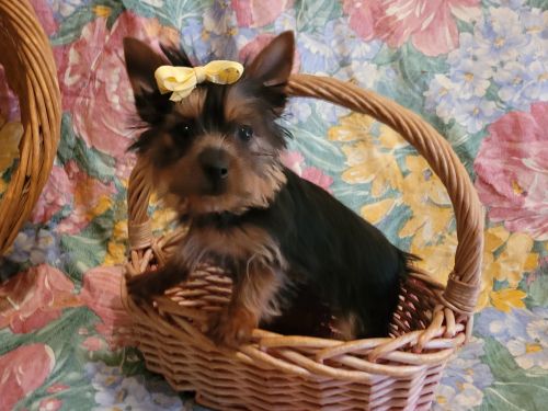 Morkie Puppies in Mn