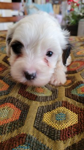 Tri colir morkie for sale