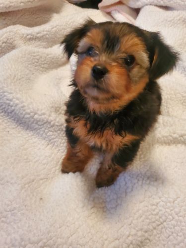 Morkie puppy
