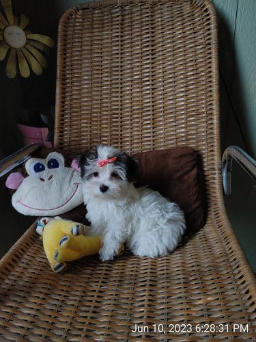 GN farms Morkie puppy