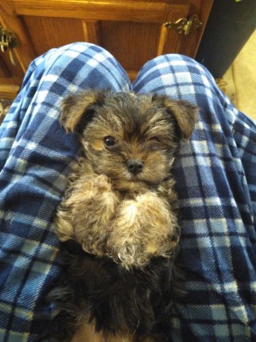 Morkie puppy