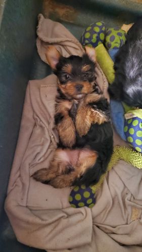 Morkie Puppies for sale in Hesperia, CA, USA. price: $750
