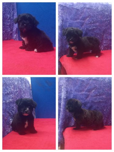 Chandler, Candy, Cindy, & Cathy