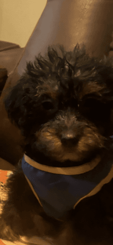 Morkie Puppies for sale in 3450 Massachusetts Ave NW, Washington, DC 20392, USA. price: $800