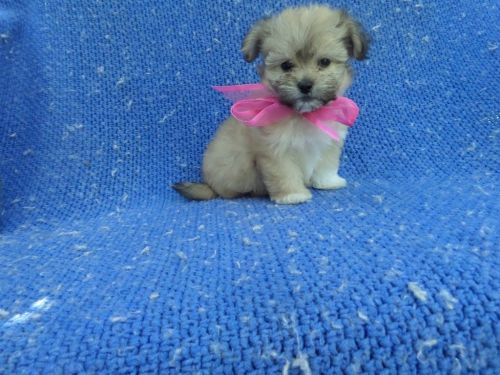 Morkie Puppies