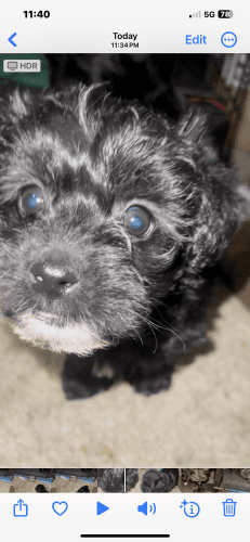 Black and white morkies