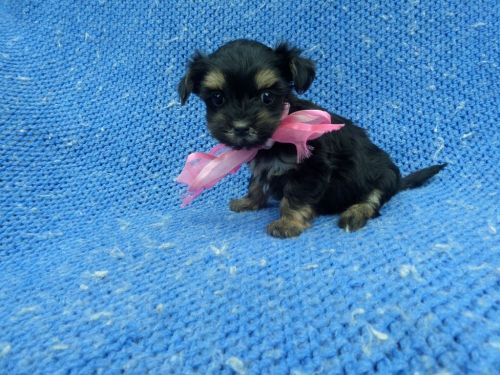 Morkie Puppies