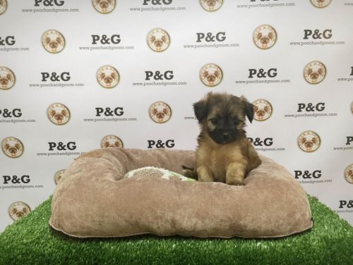 Morkie Puppies for sale in Los Angeles, CA, USA. price: $650