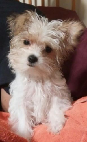 Beauitful Morkie female 15 weeks old