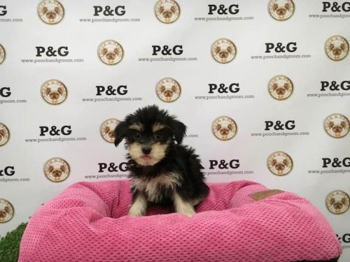 Morkie Puppies for sale in Los Angeles, CA, USA. price: $950