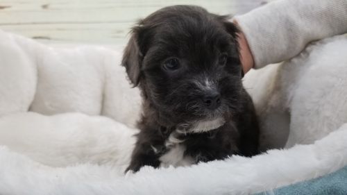 Morky Poo - Male - Miller ($899)