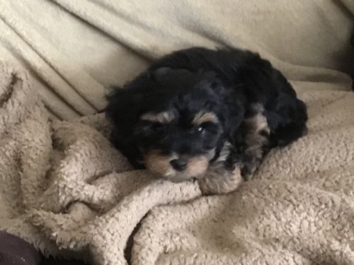 Morkie Puppy