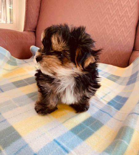 MORKIE 9 WKS