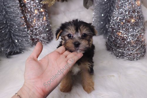 Morkie - Prancer - Male