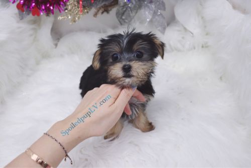 Morkie - Wonka - Male