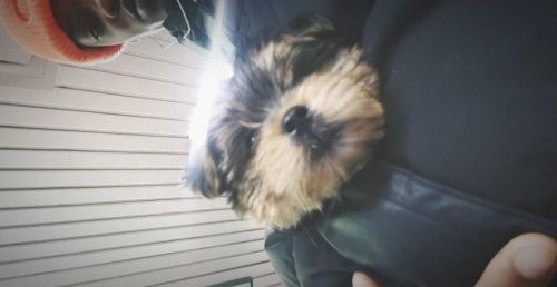 Morkie's ready to go