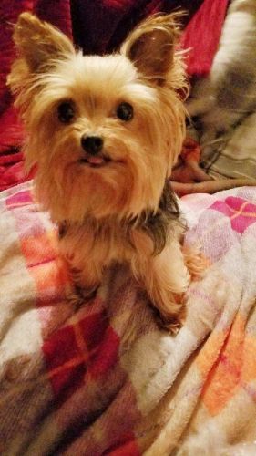 TINY TEACUP YORKIE PUPPIES PUREBRED!