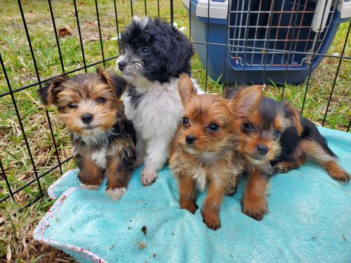 Teacup Morkie puppies