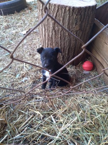 Mountain Fiest Puppies 6 weeks old