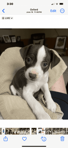 Full blooded Mountain Feist Puppies For Sale