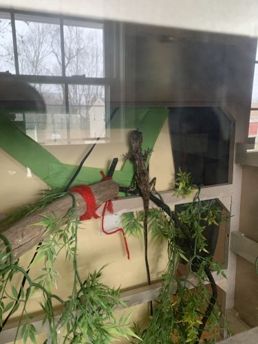 Mountain horn lizard