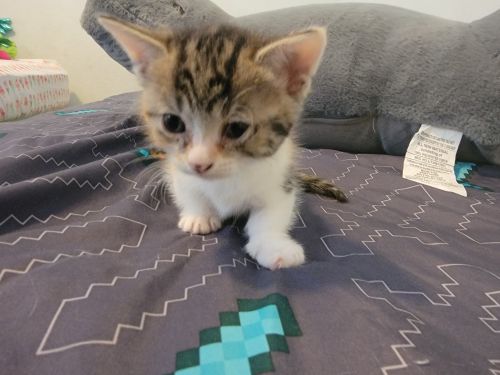 Munchkin Kittens