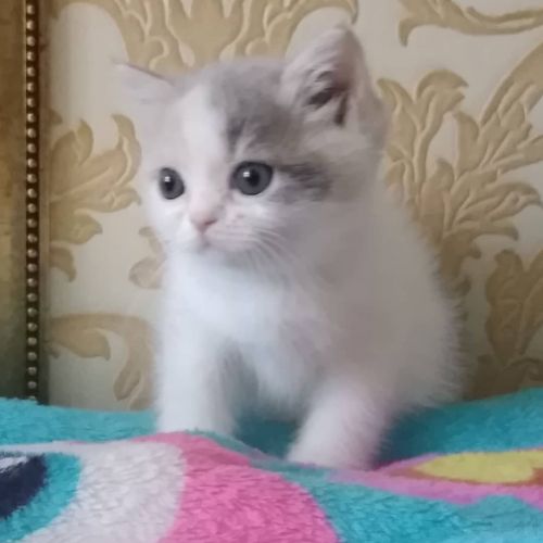 Munchkin Kittens for sale