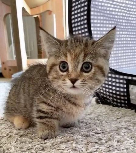 Munchkin cats near me