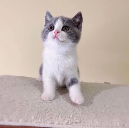 Munchkin Kittens Available