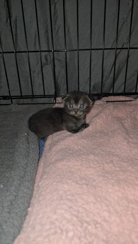 Munchkin Cats for sale in Denver, CO, USA. price: $3,200