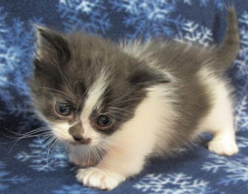 Genuine Munchkin Kittens