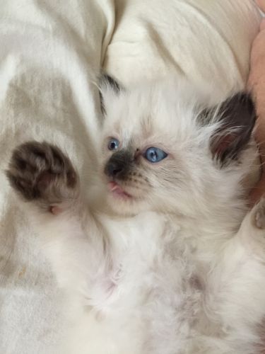 Nonstandard munchkin