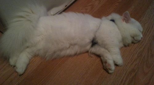 Munchkin Cats for sale in Los Angeles, CA, USA. price: NA