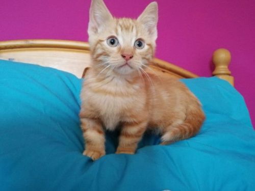 Munchkin Kittens Available