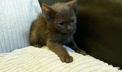 register munchkin kittens for sale