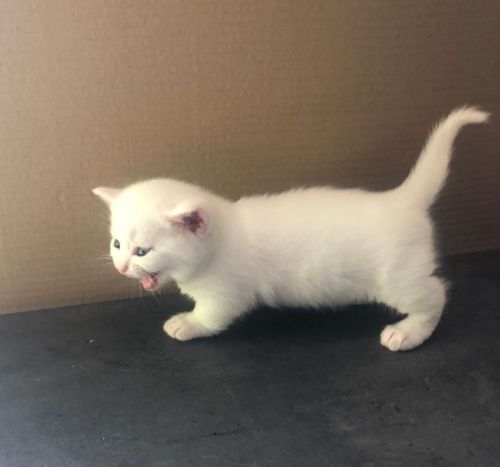 Brilliant Champion Lines Munchkin Kittens