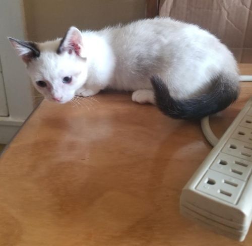Beautiful Munchkin Kitten