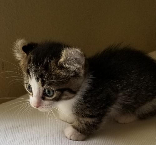 Munchkin Kitten