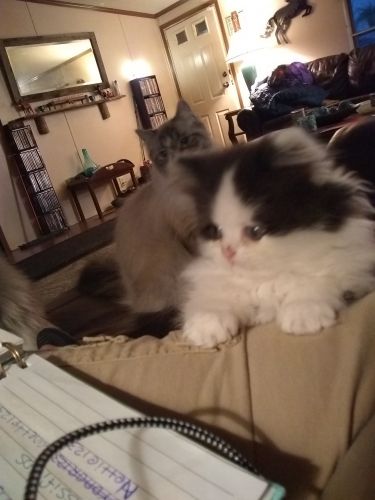 Munchkin Minet Persian kittens