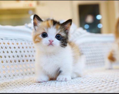 Munchkin kitten for sale