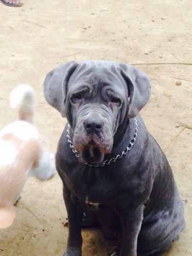 I sale ma female dog 15 months old, near to heat