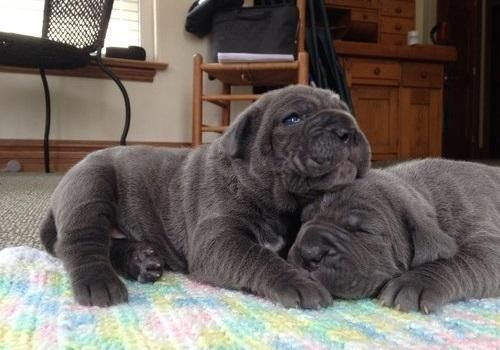Stunning Neapolitan Mastiff Puppies