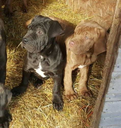Up coming Neapolitan Mastiff Puppies