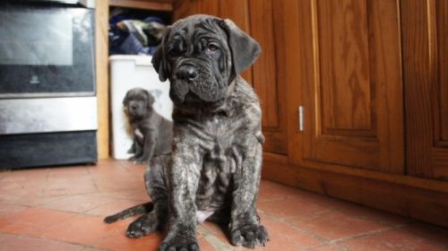 Quality Neapolitan Mastiff